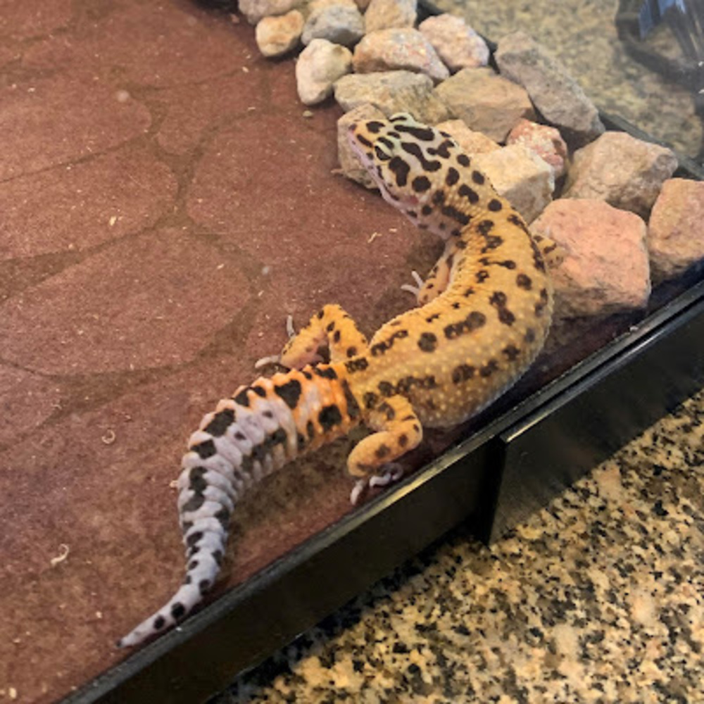 Meet your Posher, The